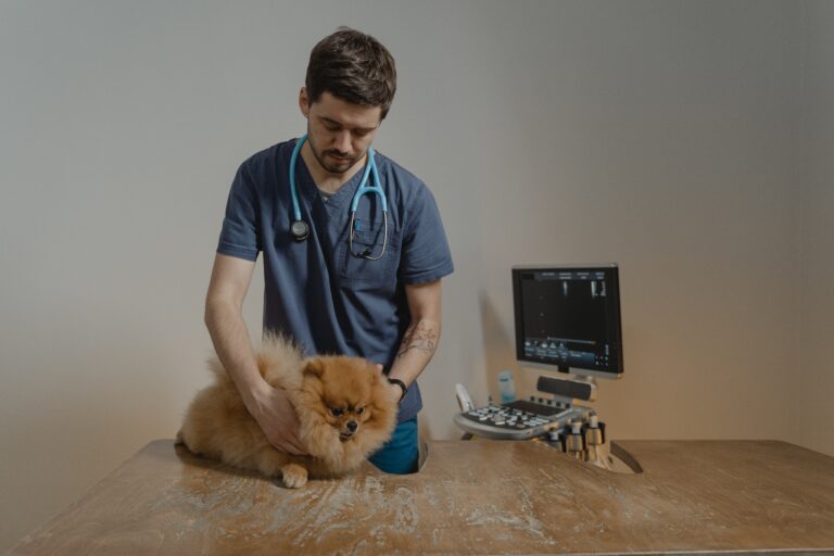 A dog being examined by the veterinarian