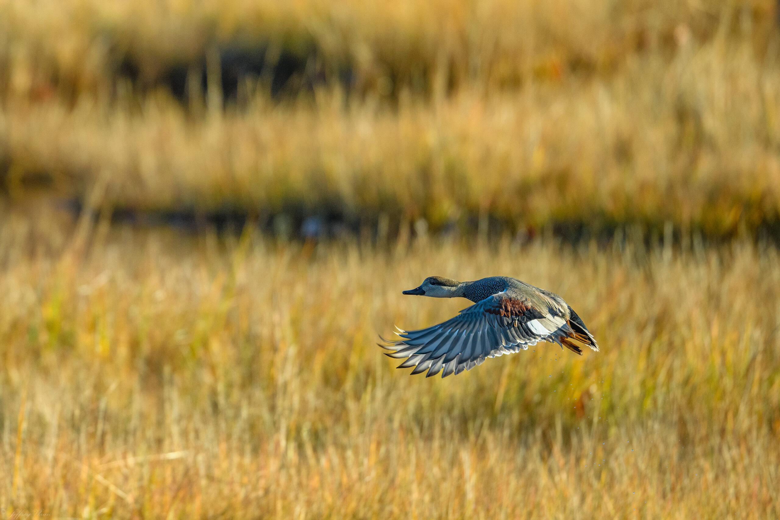 moving to Connecticut bird flying