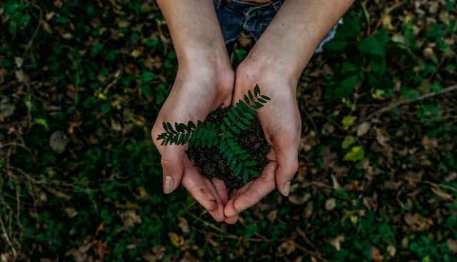 Eco-Conscious Moving - image of green plant