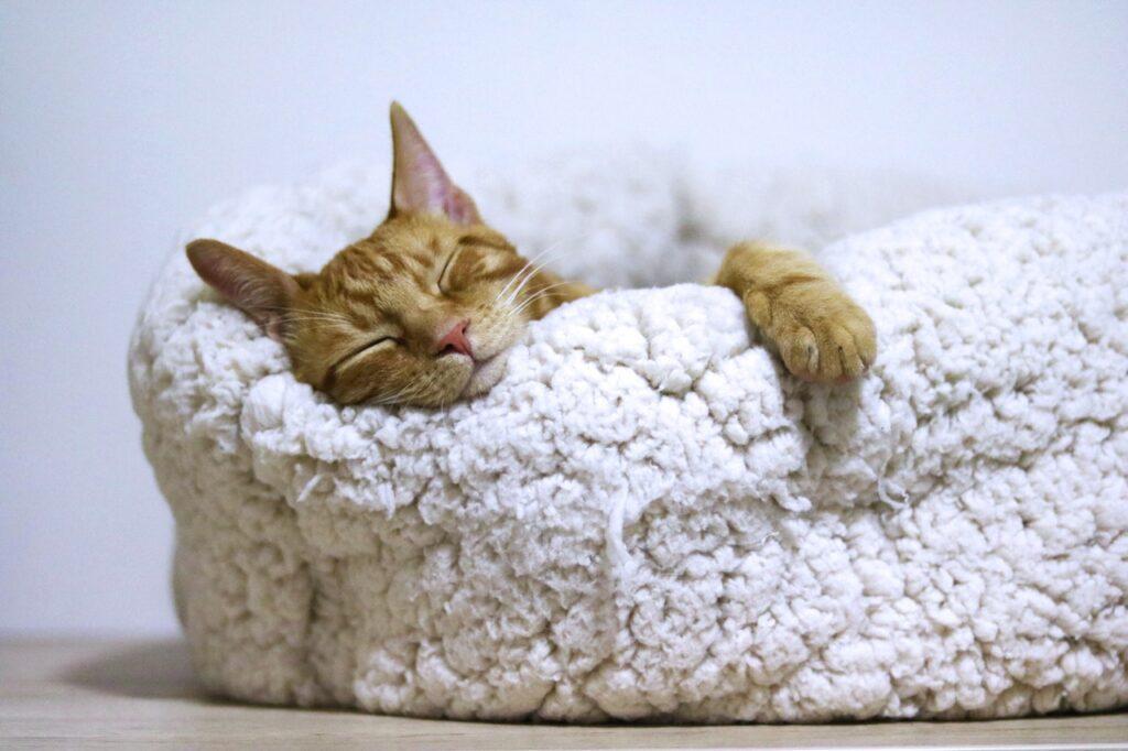 An orange cat napping in a cat bed they’re familiar with is crucial to have when preparing your pets for moving