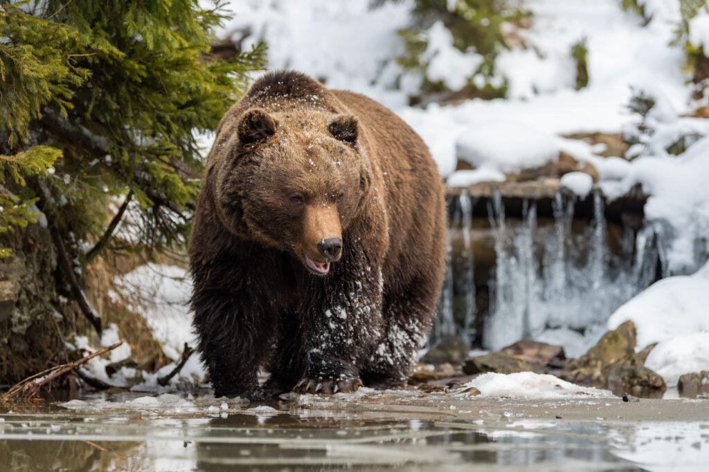 big brown bear in alaska