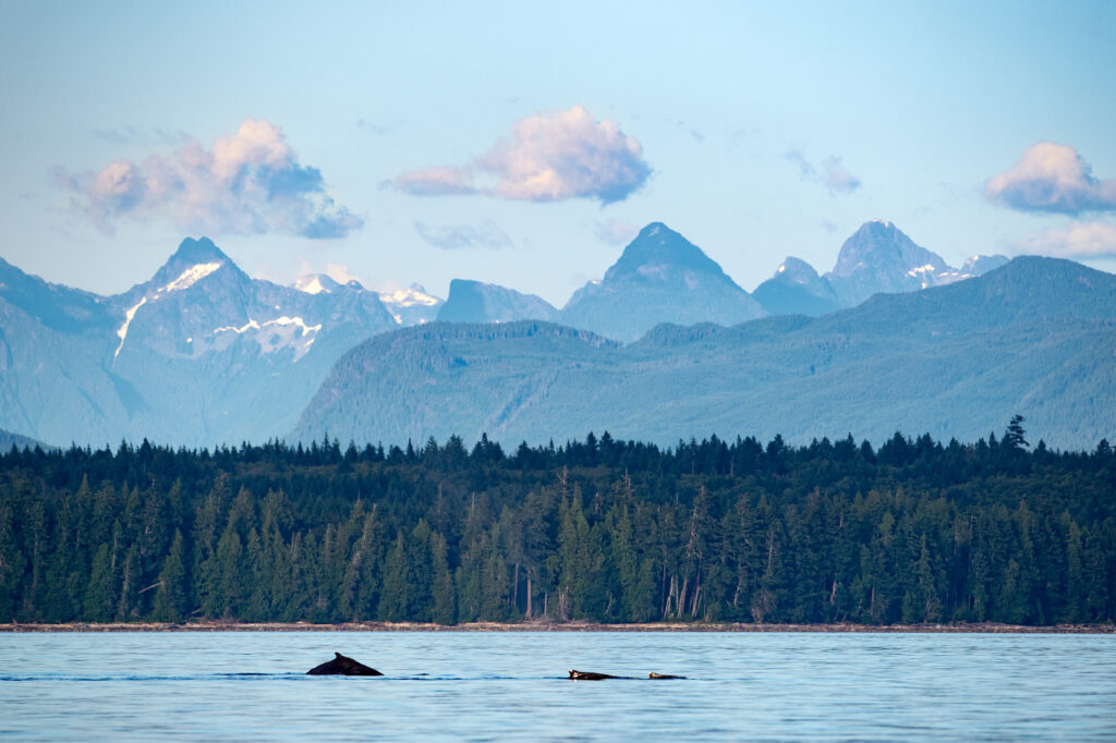 humpback whale in BC