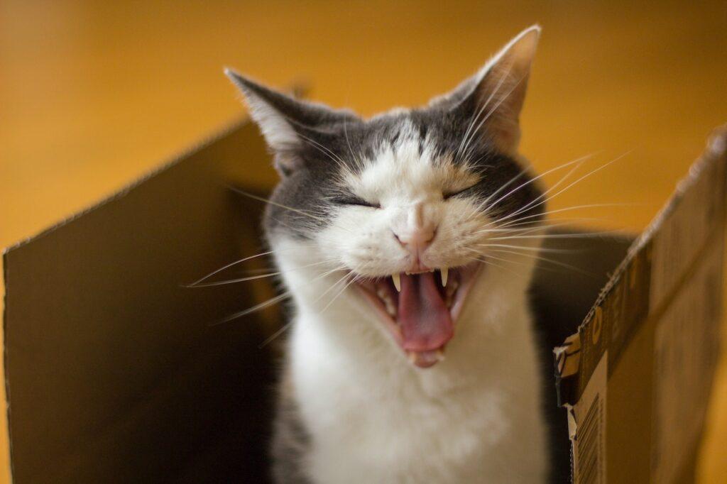 A cat yawning in a moving box.