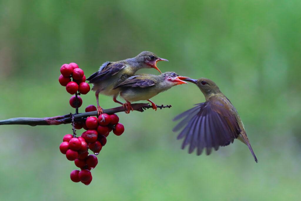 bird watching in Michigan