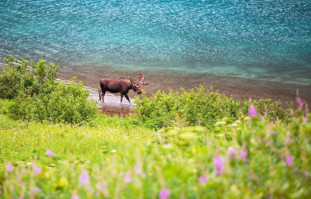 Moose at the coast line