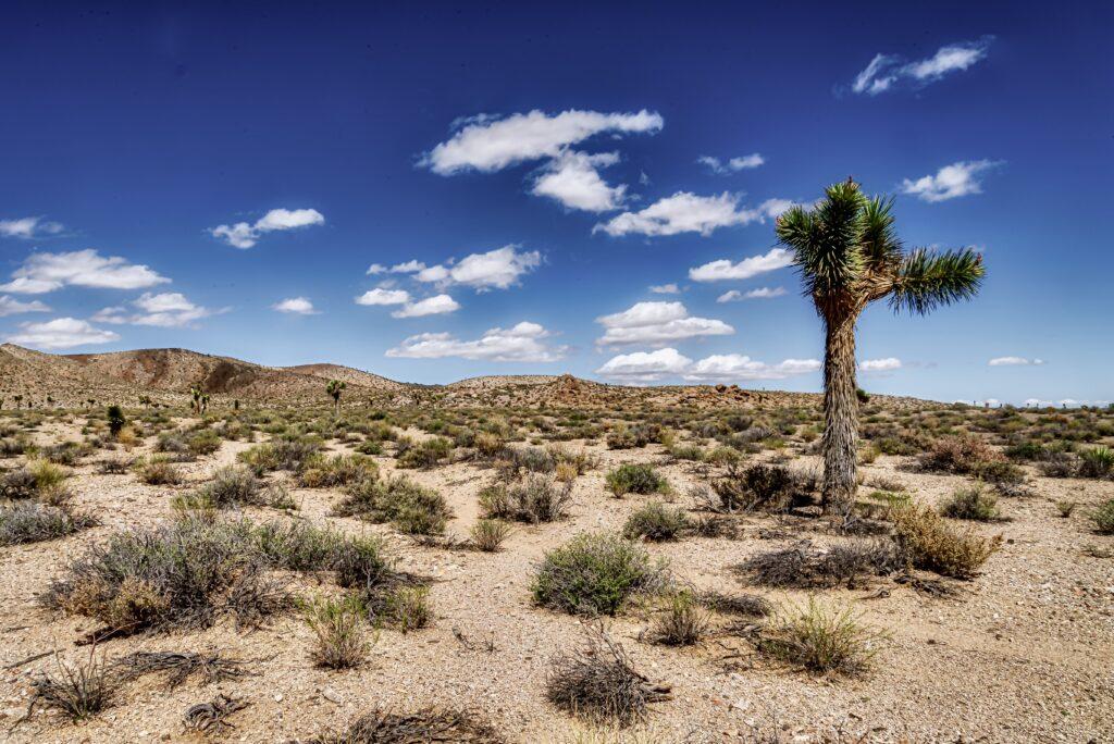 desert field in us