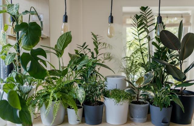 Potted plants on a counter