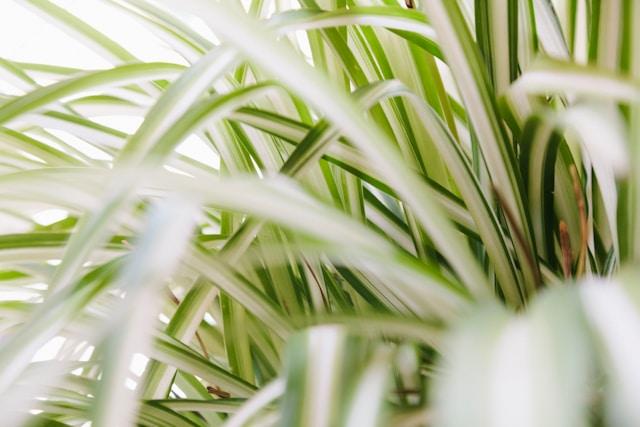 Leaves of a spider plant